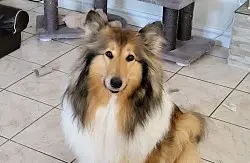 Aurelia Ronja vom Sonnenhof