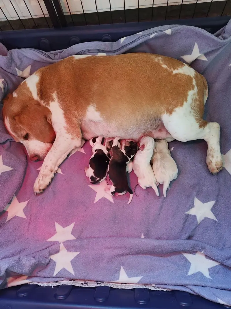 Beagle Welpen mit Papieren Reinrassig main gallery image