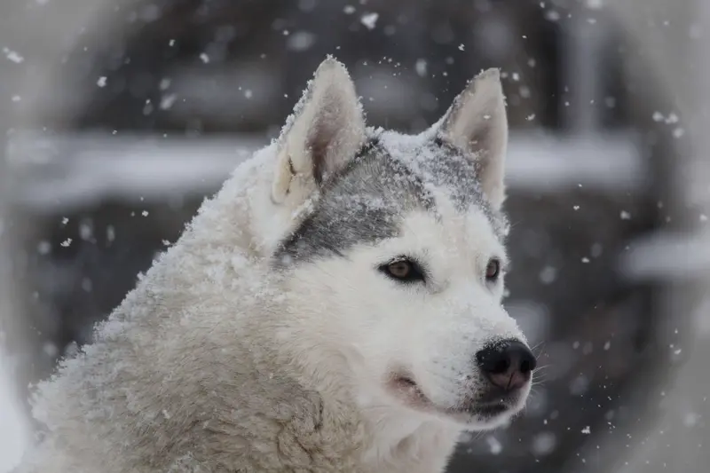 "Nayeli" Big Bamboo of Snow Wolf Valley
