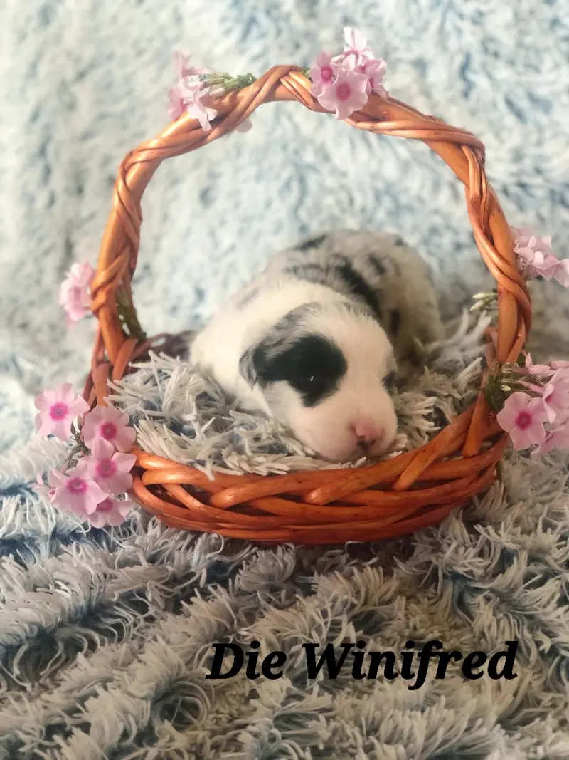 Winifred