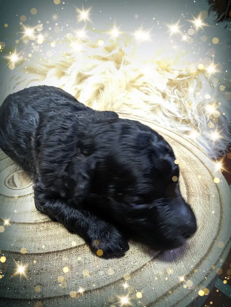 Jule