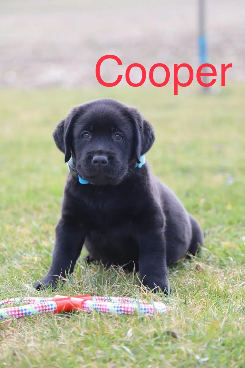 Cooper