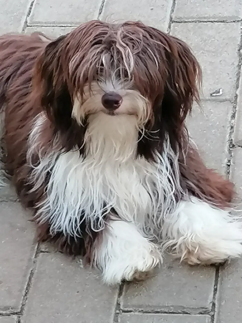 Watson de Lupatus