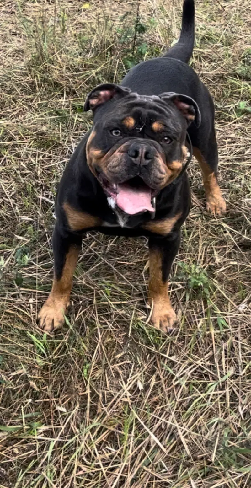 Old Famous Bulldog 