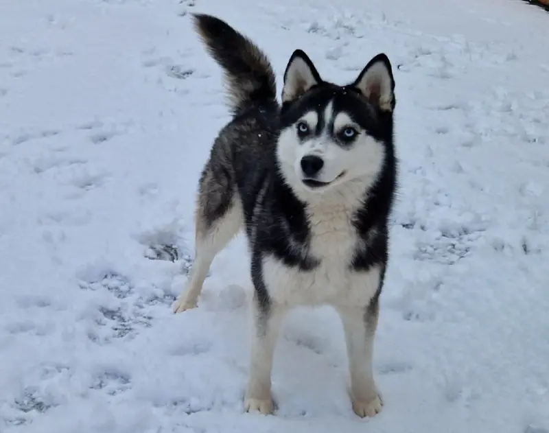 Lara Pomsky Tyler