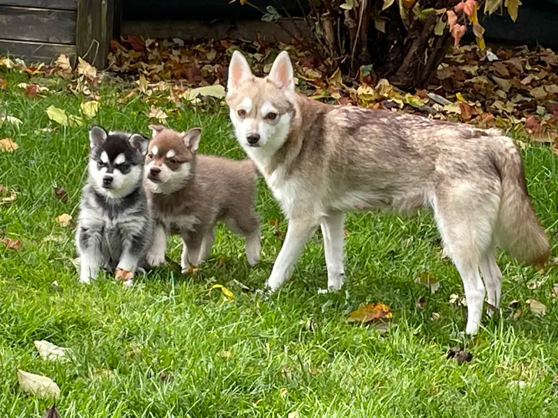 Past Litters