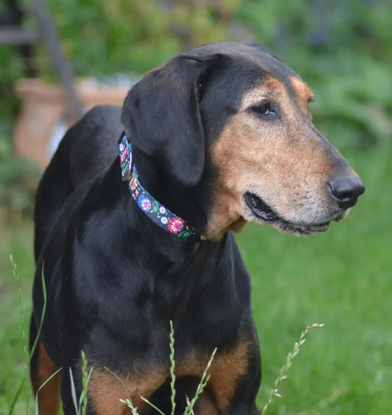 Laufhund / Hündin main gallery image
