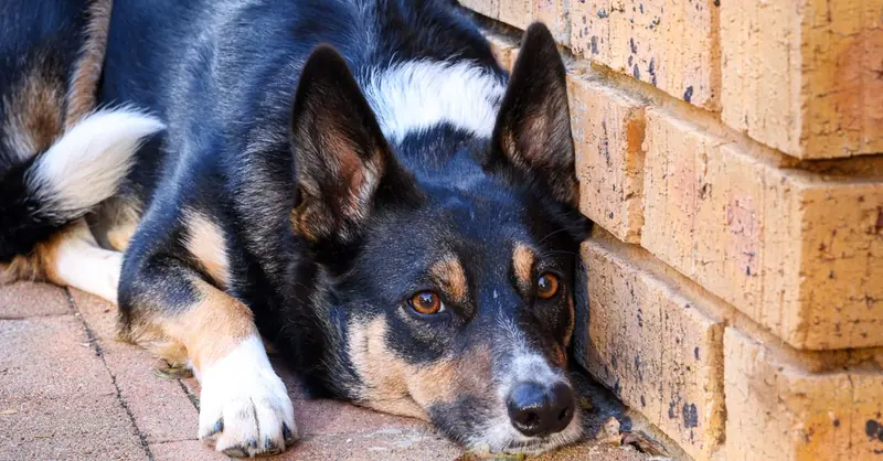 Schwarzkümmelöl für Hunde: Wirkung und Gefahren