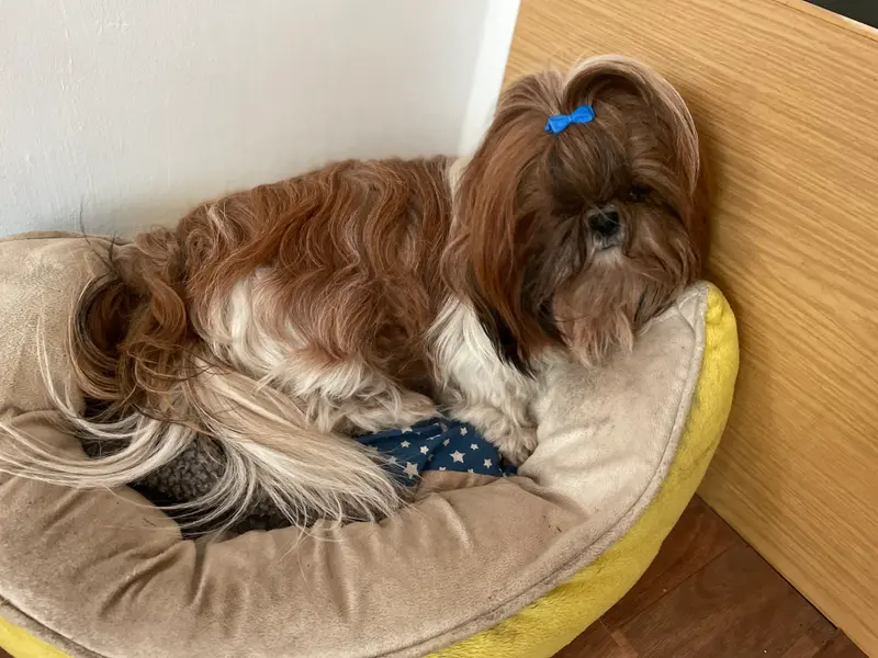 Zoe vom goldenen Vlies