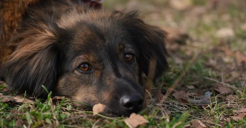 Zecke entfernen beim Hund: Anleitung Schritt für Schritt