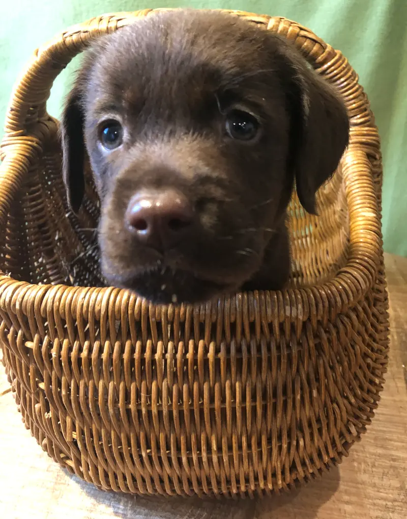 Bruno