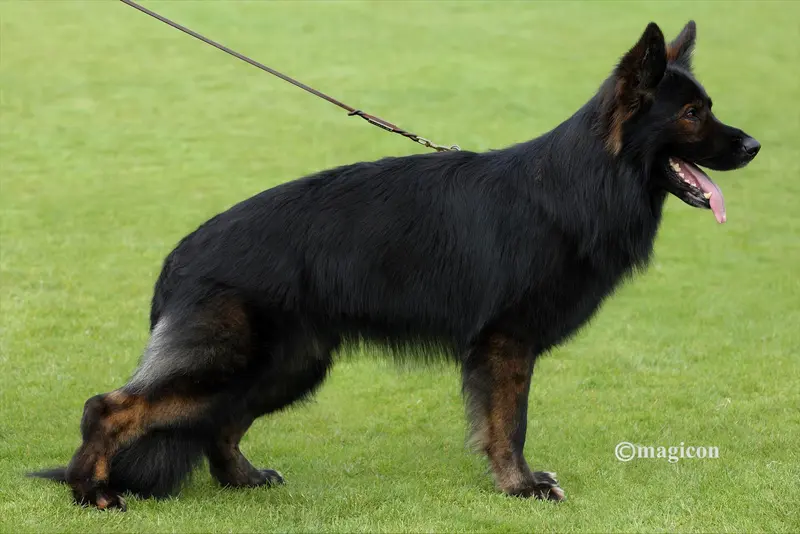 Creacher vom Ellewicker Feld