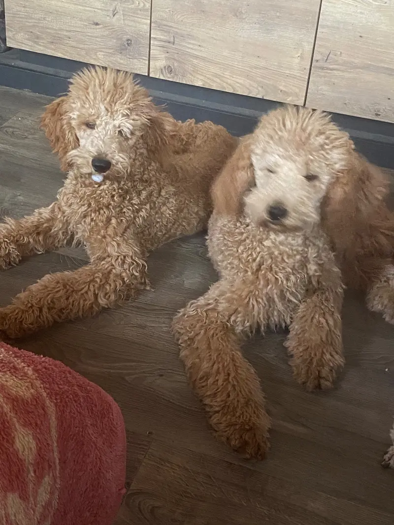 Fotka vrhu: Puppy