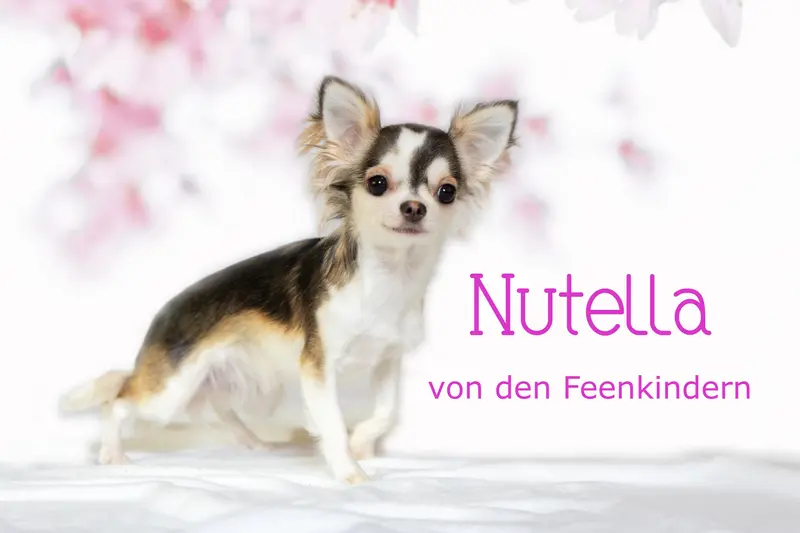 Nutella von den Feenkindern