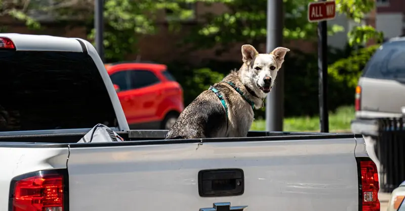 Tollwutimpfung beim Hund: Pflicht, Kosten und Impfintervall