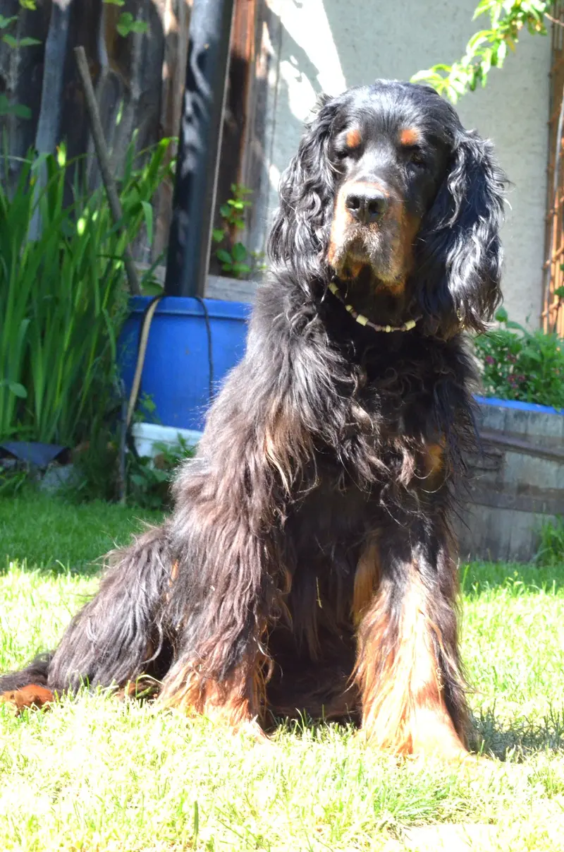 Black Devil´s Sundance Kid