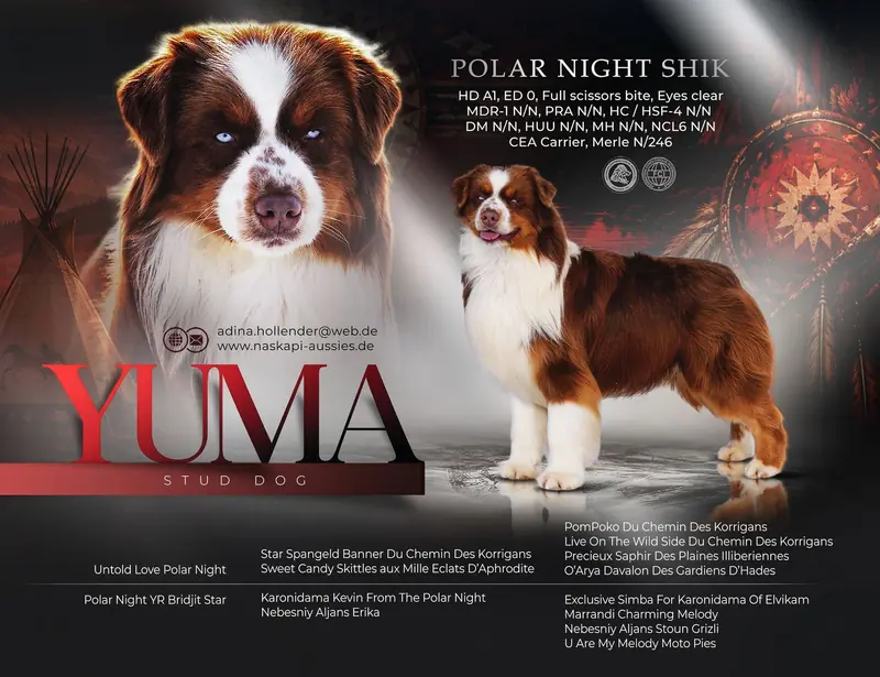 Deckrüde Australian Shepherd/Red Tri/ Blaue Augen main gallery image