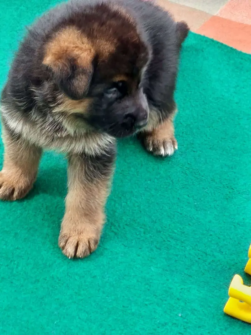 Arthur