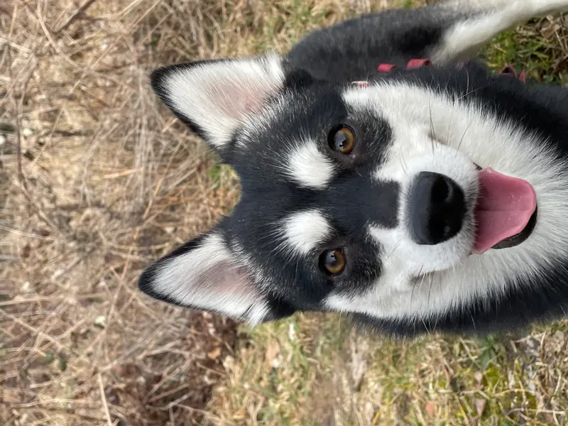 Alaskan Klee Kai at Aurora – Alaskan Klee Kai