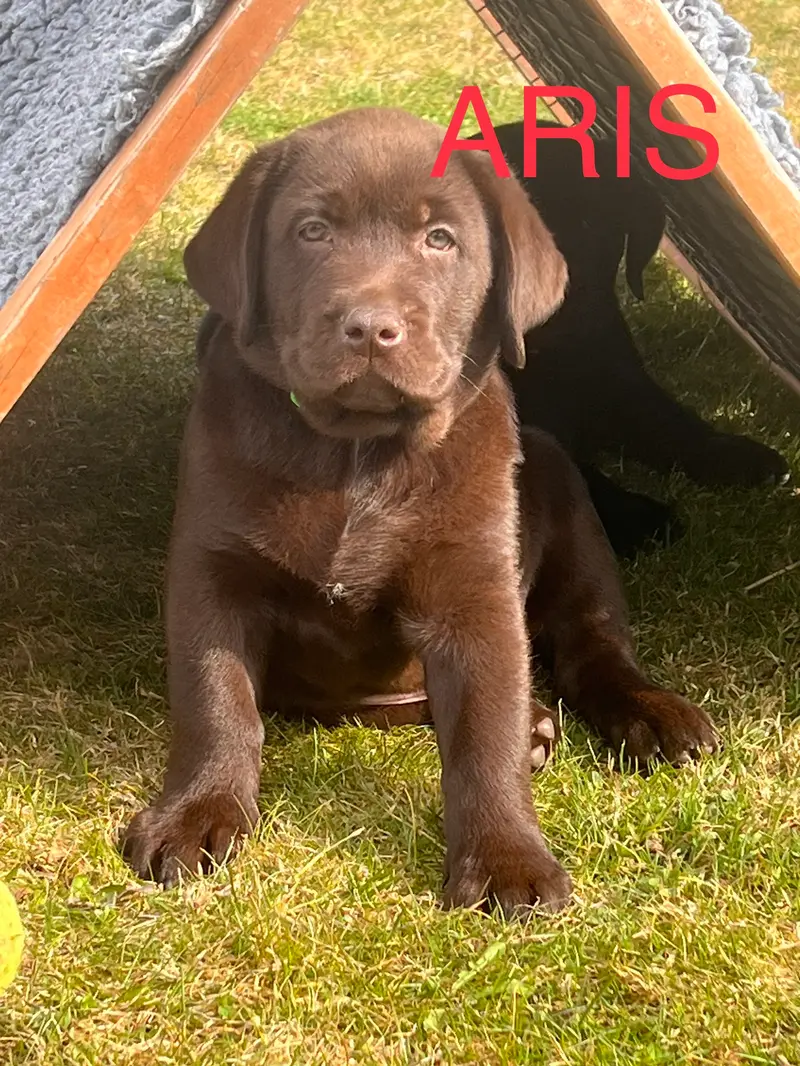 Aris