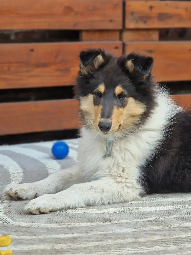 Collies from Brokeback Mountain main gallery image