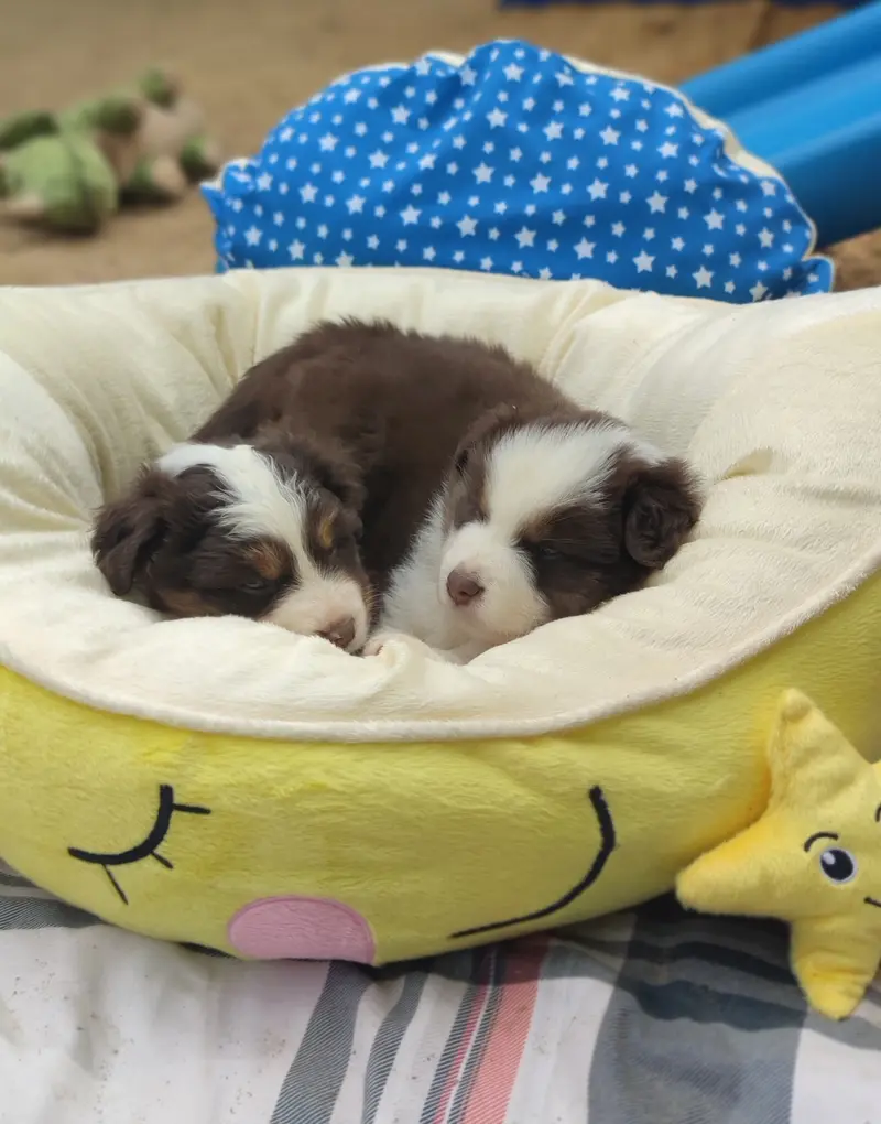 Zdjęcie miotu: Puppy