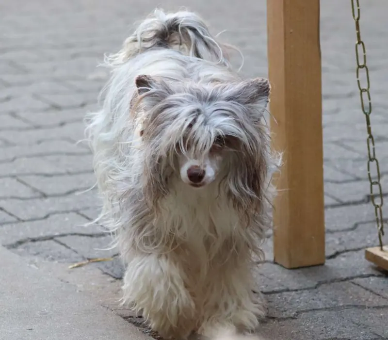 Crazy Cresteds Finola Panoh – Chinese Crested Dog