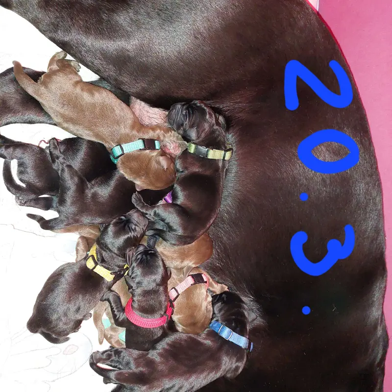Foto des Wurfs: Puppy