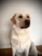 Alexa-Bonny aus Taunus