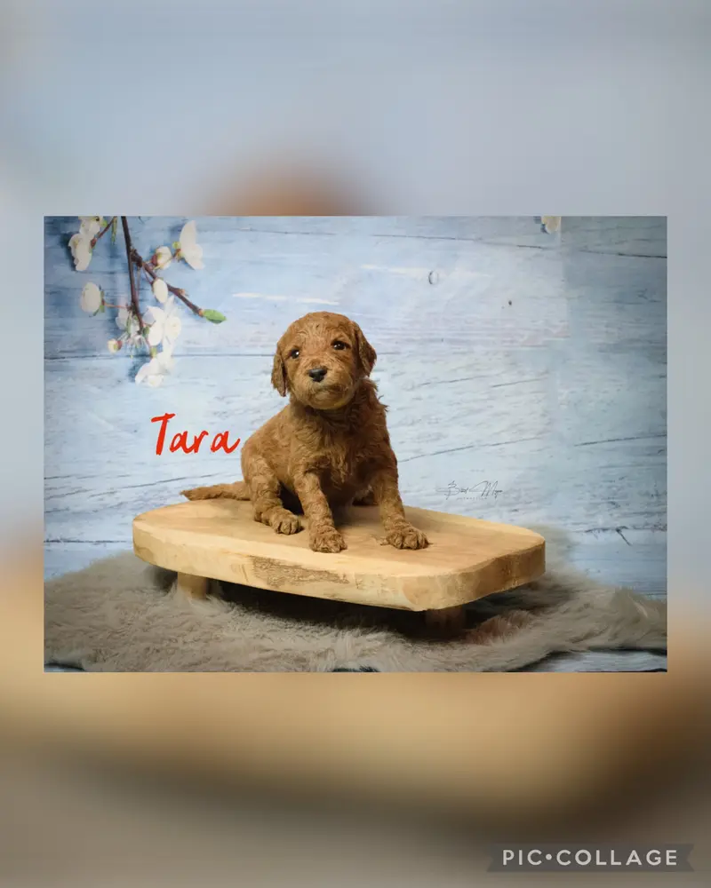 Tara