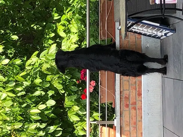 Black Beauty Lobetanz