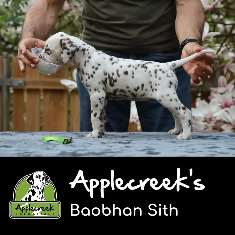 Applecreek’s Baobhan Sith