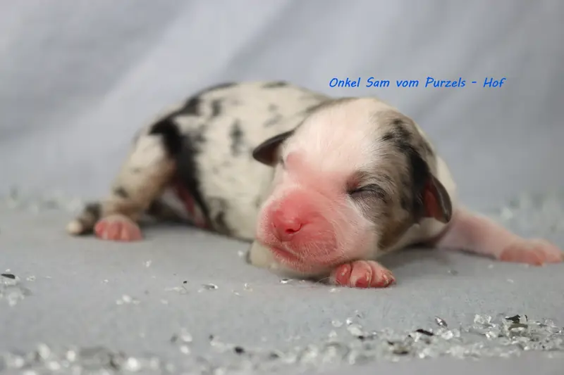 Onkel Sam