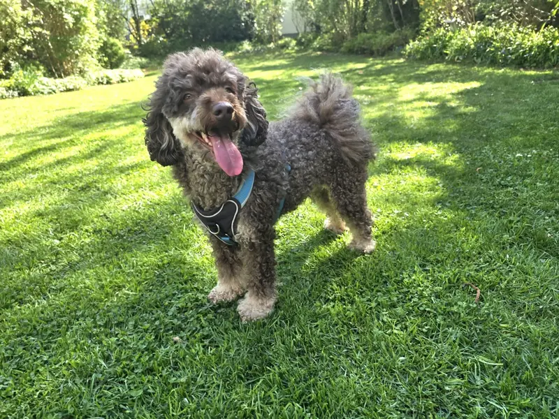 Milo