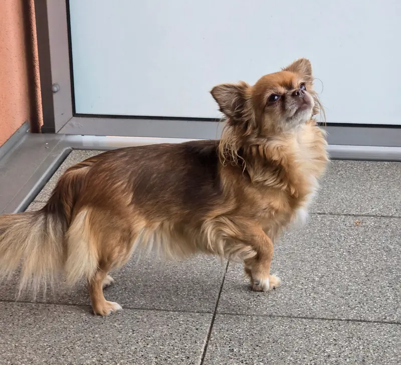 Chihuahua Hündin in Langhaar sucht Dich. main gallery image