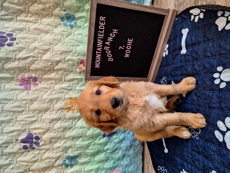 Abigail von der Mountainfielder Dog-Ranch