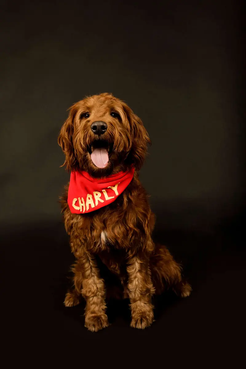 Labradoodle vom Asparagus main gallery image