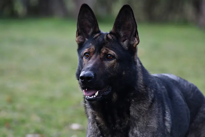 Liesel von der Gewürzwiese