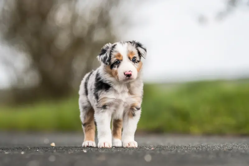 Nele