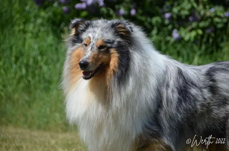 Collies & Shelties from Cherryblossom Dream main gallery image