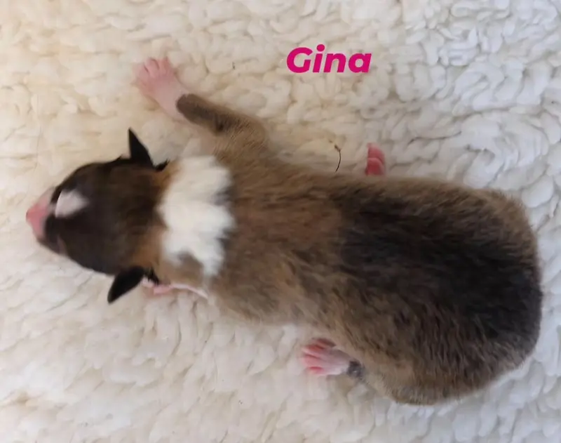 Gina von der Brettachwiese