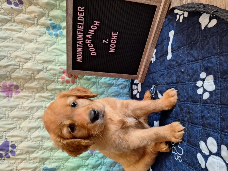 Anouk von der Mountainfielder Dog-Ranch