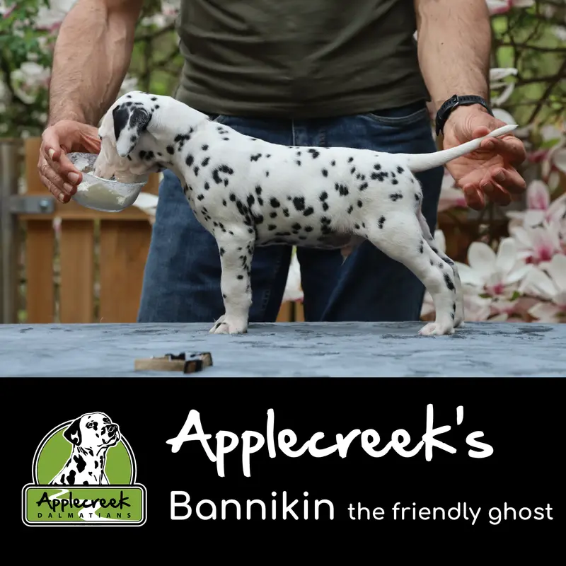 Applecreek’s Bannikin the friendly ghost