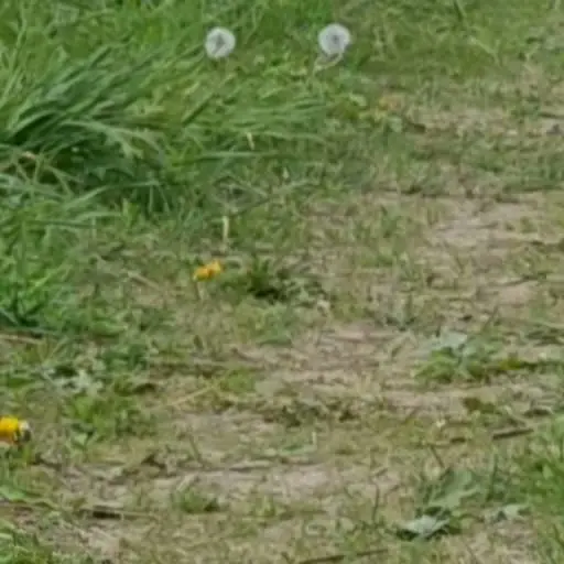 Zdjęcie miotu: Puppy