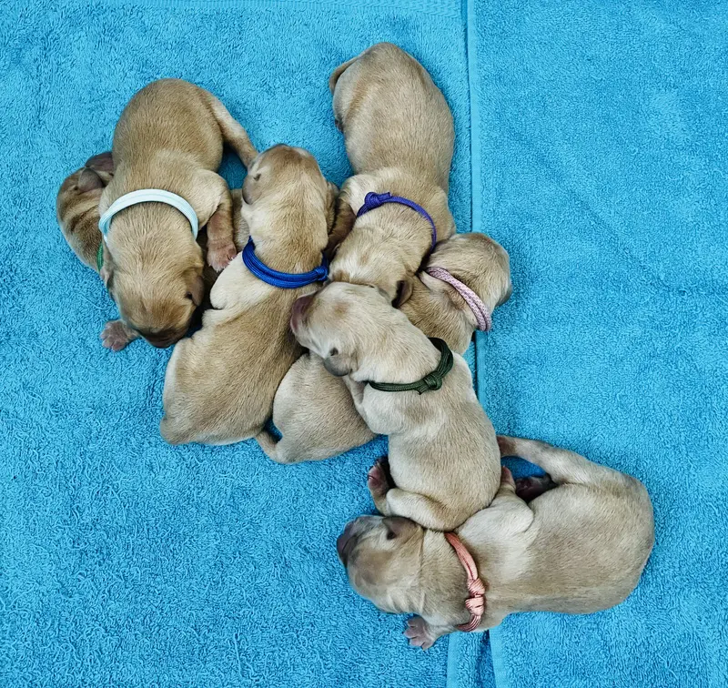 Dream of Ambers Duke
