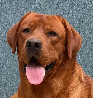 Pablito du Domaine de Biazak