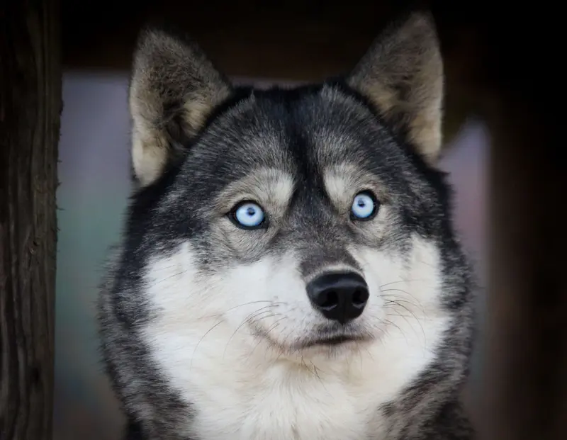 Little "Lumi" of Snow Wolf Valley
