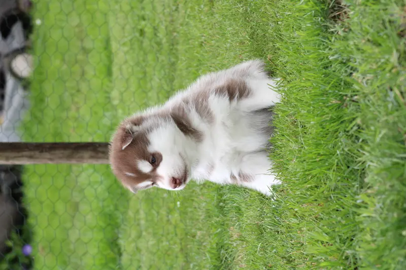 Bright Little Bear Beggin For Trouble 