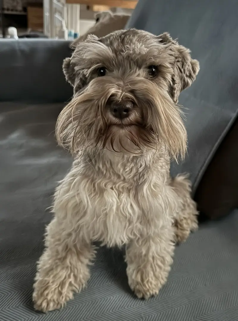 Ehrenbürg-Zwerge's Adorable Ava