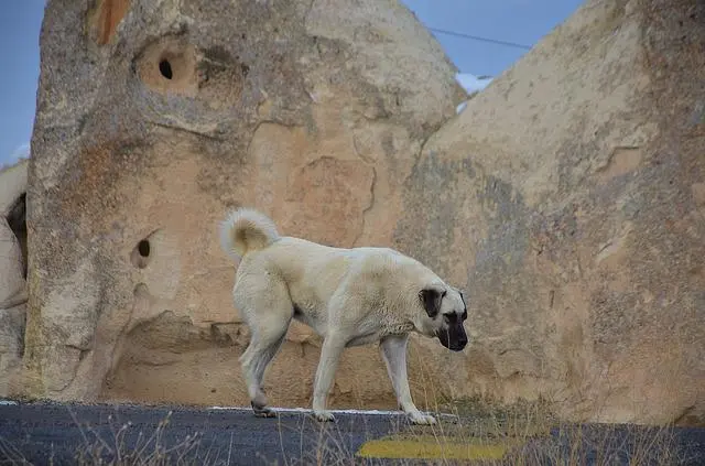 Kangal Charakter & Wesen: Passt die Rasse zu dir?